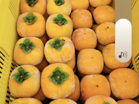 【秋の味覚】和歌山県産　たね無し柿(刀根早生)　訳あり品M～2Lサイズ6個～10個入り。