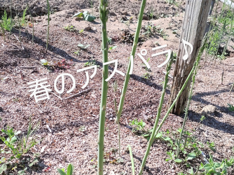 【メール便用】アスパラ10本🌿 すじが残らない美味しいアスパラ♪