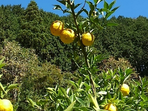 香り豊かな期間限定柚子(約20玉)