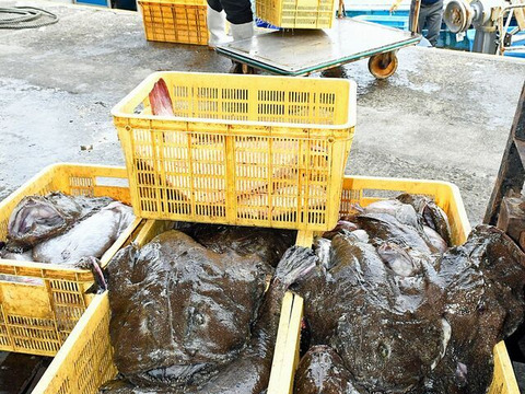 激安❗️卸価格‼️ 高級料亭で使用されているアンコウ❗　鮟鱇　青森産　キアンコウ
1匹4〜6kg 余った他の魚があればサービスで同梱致します⭐️