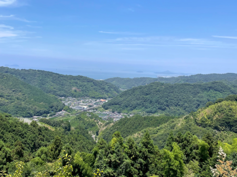 ゼリー食感！愛媛の乙姫！　まどんな　秀優品込み　1.5kg