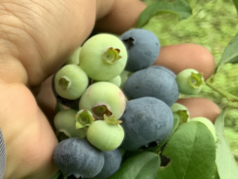 無肥料、農薬不使用　ブルーベリー