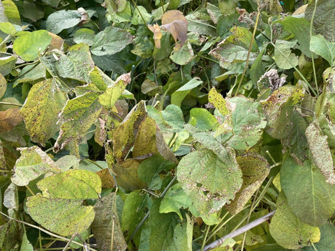 愛知県産  丹波黒豆枝豆約500g