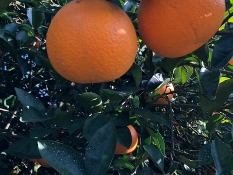 【無添加・果汁100%】八朔ジュース（はっさく）2本セット