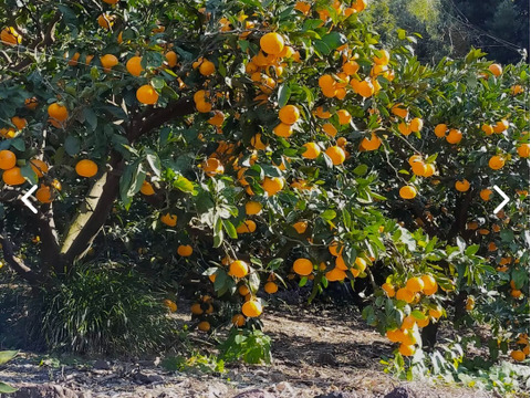 有田みかん【ゆら早生】Lサイズ以上3.5kg(箱込)