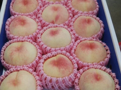 【 2026年先行予約 】【 贈答用 】【 朝どれ 】【 樹熟🍑 】11玉〜12玉　4㌔箱