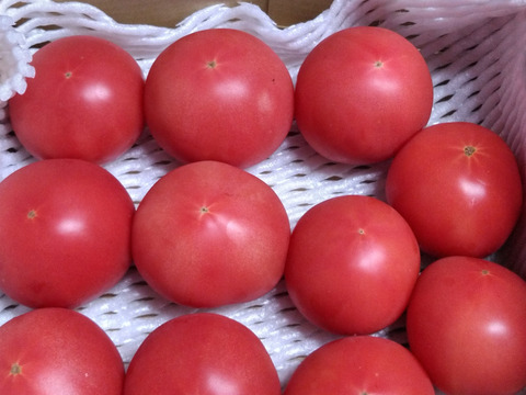 季節限定！売り切れ御免！農薬化肥不使用の美味しいトマト１．５ｋｇ