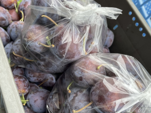 9月発送！[食べる健康]りんご農家が育てた旬のプルーン　ベイラー