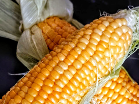スイートコーン【めぐみゴールド】(６本)🌽朝採り即日出荷🌽甘熟後順次発送！！甘くてジューシーな食感が人気！（約2.4㎏）