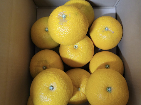 【福袋】☆彡新春お客様還元大感謝祭☆彡　　【特別栽培】和歌山県産もぎたて【特大地蔵サイズ】(6kg)2024年アワード受賞特別価格‼️