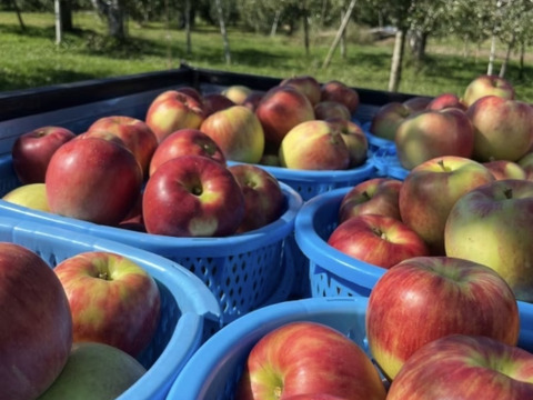訳あり 小玉 サンつがる 3キロ箱 12～15玉 長野県産