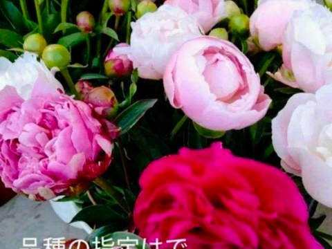【日付指定不可】 農家直送！芍薬(シャクヤク）赤色 10本セット  母の日 しゃくやく  お花 はな 生花 切花