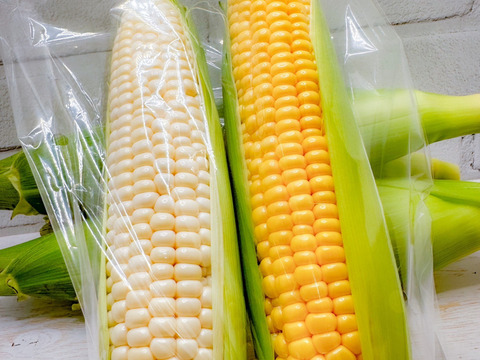 朝採り16本🌽白いとうもろこしと黄色いとうもろこしのセット(8本×2種)
