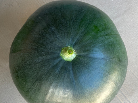 黒皮種なし大玉スイカ【ブラックジャック】7kg以上