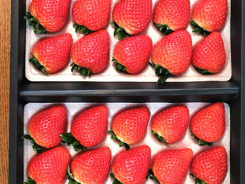 【ギフト】入賞☆食べチョクいちごグランプリ2025☆紅ファームのとちあいか