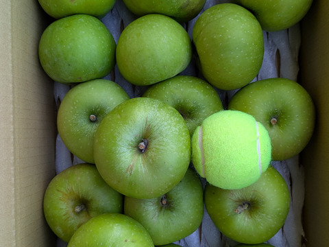 お得なミニサイズ！ブラムリー小玉3kg