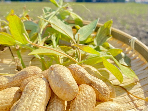 大粒落花生（生） おおまさりネオ（1.0kg）