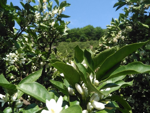 有田みかん【大玉】8kg（箱込）