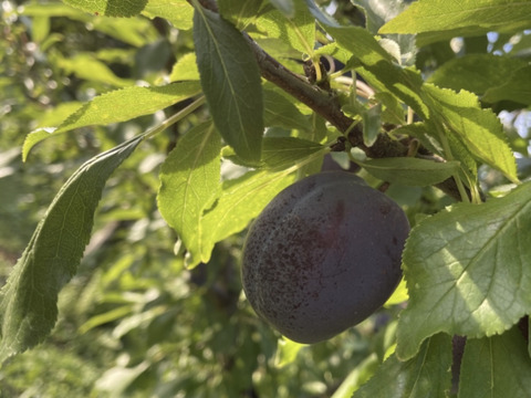 9月発送！[食べる健康]りんご農家が育てた旬のプルーン　ベイラー