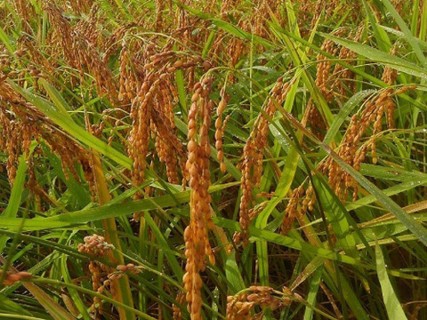 令和6年新米　新潟の棚田で育てた従来コシヒカリ玄米（お試しパック）