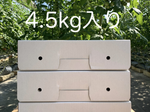 【4.5kg】5月の鈴なりミニトマトこすず🔔てっちゃんの完熟ミニトマト朝取り・（1.5kg箱を3箱でお届け）