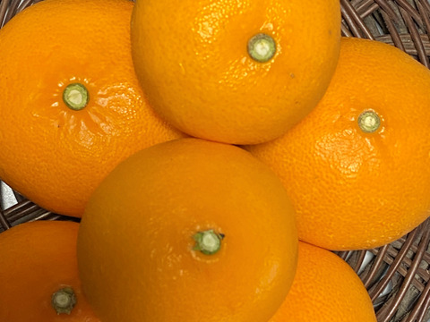 【数量限定☆希少の高級柑橘🎁】せとか4㎏🍊