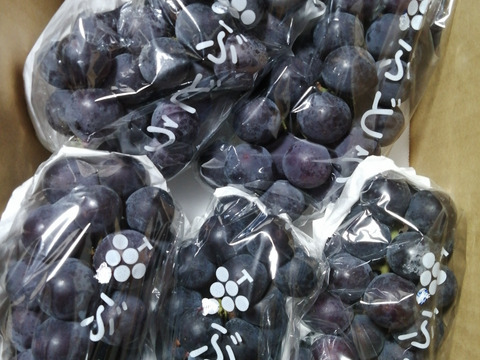 ✨🍇今が旬の露地栽培巨峰✤種有無混🍇✨
　　　巨峰４〜５房/中サイズ約1.7kg位