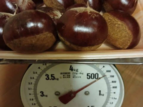 熊本県産 朝採れ栗 収穫終盤！感謝セール！旨味しっかり！朝採れ、利平栗『熊本県産