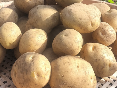 【農薬化学肥料不使用】【訳あり】昔ながらのホクホク甘い！ キタアカリ  新じゃが 箱込み5.0kg