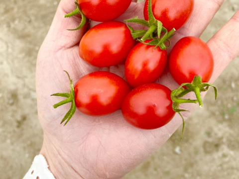 【雑誌リンネル掲載記念！】あまーい♡ミニトマト詰め合わせ2kg箱