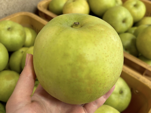 二十世紀梨　優品　10キロ