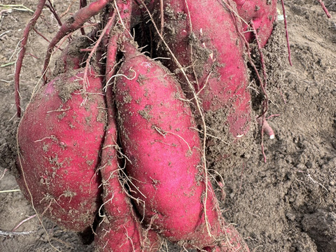 【農薬・除草剤不使用】淡路島産さつまいも🍠2kg 自然の甘さでおいしく健康習慣！食物繊維たっぷり、美容と毎日の元気を応援！