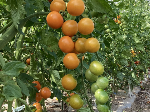 【夏ギフト】カラフルミニトマト食べ比べセット　1.5kg