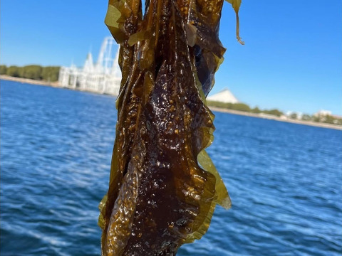 栄養満点　新鮮朝採れ生わかめ【今期一番出荷】２ｋｇ