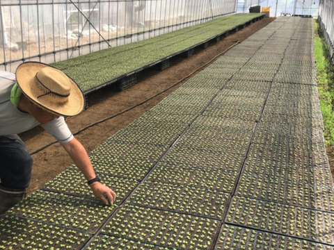 【味や実入りはA級品】きゅうり社長の朝どれ新鮮きゅうり！埼玉本庄産／不揃い訳あり／常温配送3㎏（15〜20本）