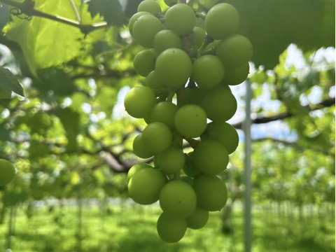今年度最終出荷❗山梨県 巨峰の町 牧丘町【紫黒色の宝石】【最高峰牧丘の巨峰】1kg【2024年10月1日～発送】