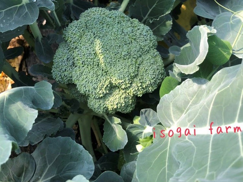 【糸島産・農薬不使用】小さめサイズの朝採りブロッコリー（1.5キロ）