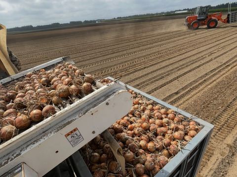 北海道産直播き『玉ねぎ🧅5kg‼️』肉厚で熱を通せば通すほど甘さ増す‼️
