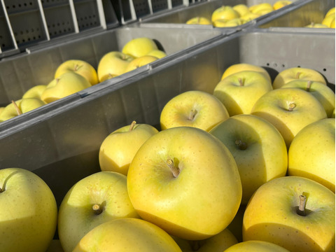 青森県産りんご　シナノゴールド　家庭用5㎏【10～23個入り】