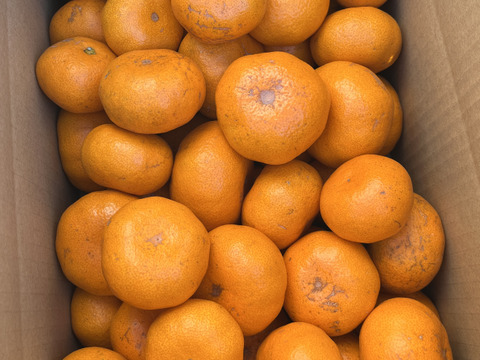 【訳あり】『大津みかん(四号)』5㎏ サイズミックス（１㎏あたり7-10個）大津四号発祥の地 湯河原産