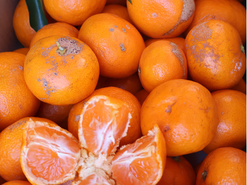 【冬ギフト】【予約割引中】農家直送！完熟有田みかん 訳あり5kg　～蛍飛ぶ町から旬の便り～　和歌山｜有田｜田口｜ギフト｜こだわり