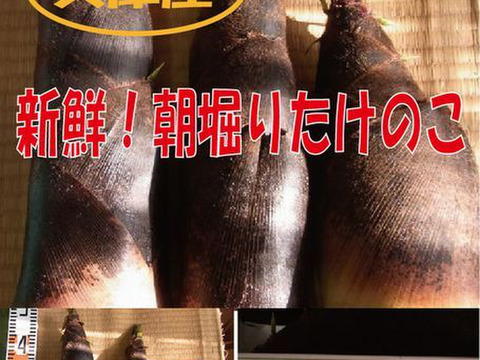 【最短発送】兵庫産朝掘りたけのこ3.5kg