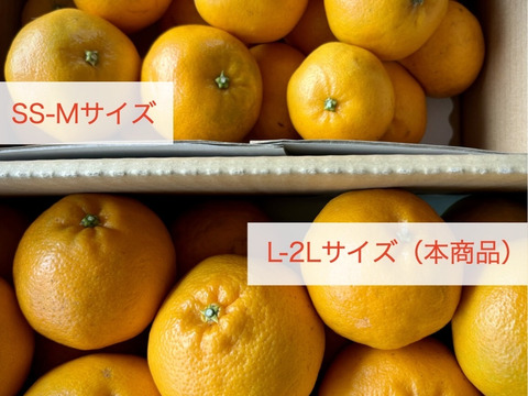 ぷちぷちレディー、はるみちゃん🍊✨5kg箱入り L-2Lサイズ みかん 2月中〜下旬より順次発送：和歌山県産のみかん・柑橘類｜食べチョク｜産地直送(産直)お取り寄せ通販  - 農家・漁師から旬の食材を直送