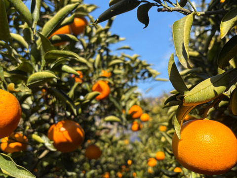 樹上熟成！広島県因島産 ｢石地みかん｣ 5kg箱