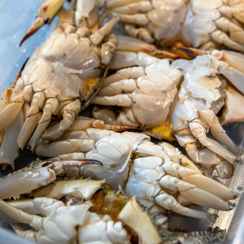 カンジャンケジャン可能 ガザミ ワタリガニ 静岡県のレビュー一覧 食べチョク 産地直送 産直 お取り寄せ通販 農家 漁師から旬の食材を直送