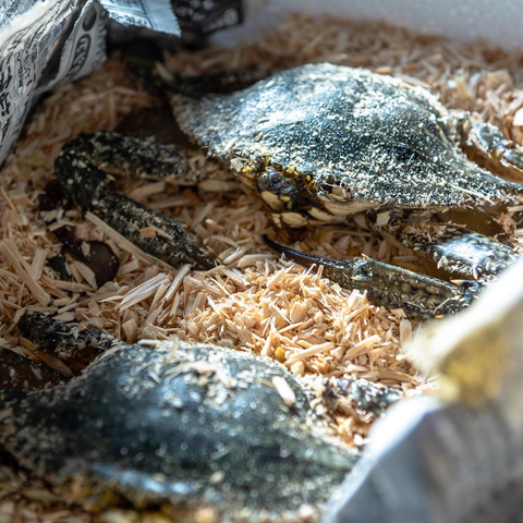 カンジャンケジャン可能 ガザミ ワタリガニ 静岡県のレビュー一覧 食べチョク 産地直送 産直 お取り寄せ通販 農家 漁師から旬の食材を直送