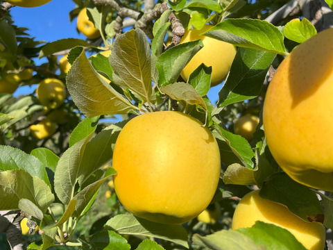 青森県産りんご　シナノゴールド　家庭用10㎏【20～46個入】