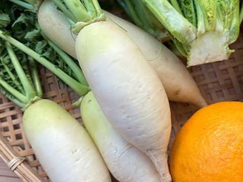 朝どれ野菜！ 詰め合わせセット 伊勢志摩産 4種類以上