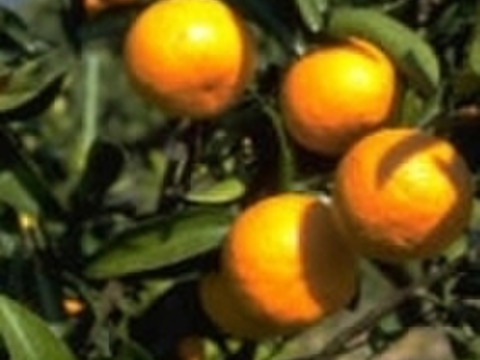 糖度16超❣　あま〜い春みかん♬【レア品】果汁たっぷり!（のうろく）