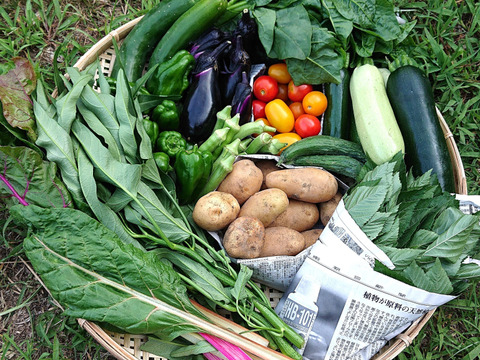 【群馬県高崎市産】季節の野菜Sセット（7～8品）『農薬及び化学肥料不使用』